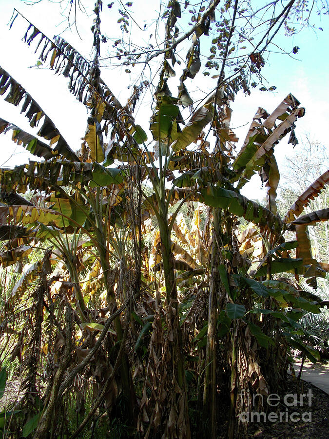 Garden Photograph - 7093 - Kanapaha Botanical Gardens in Gainesville Florida - Banana Trees by Deborah Carpenter