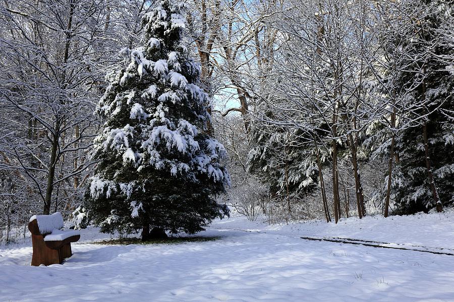 Botanical Gardens In Snow Asheville NC Photograph by Carol Montoya