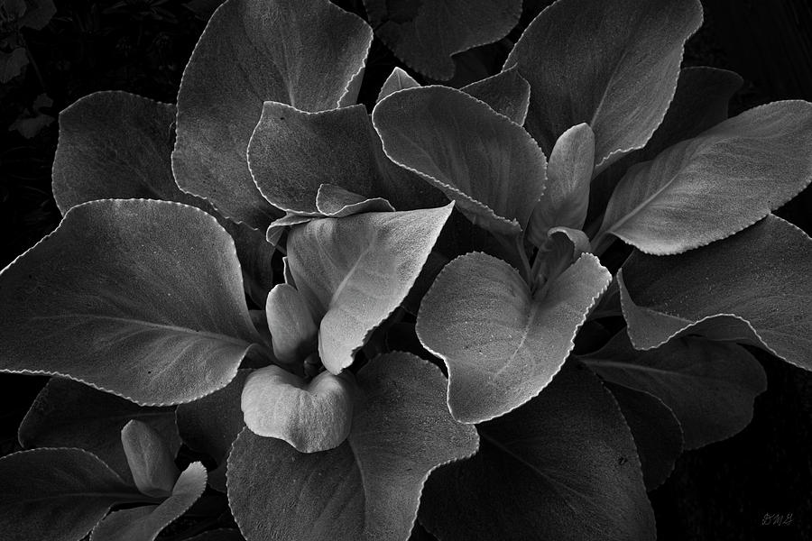 Botanical I BW Photograph by David Gordon
