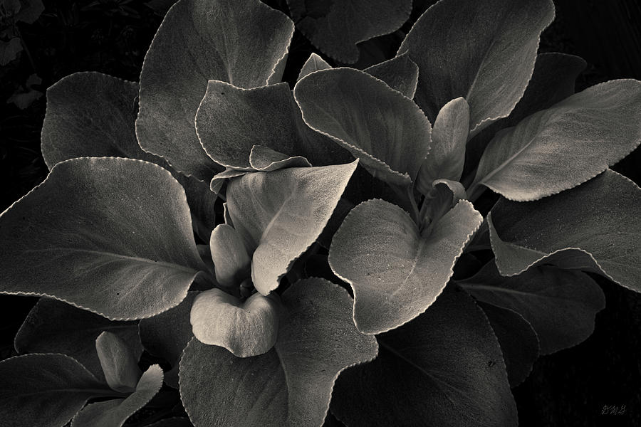 Botanical I Toned Photograph by David Gordon