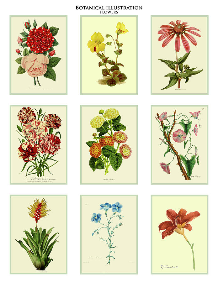 Botanical Flower Illustration Miniatures Digital Art by Lorena Cassady