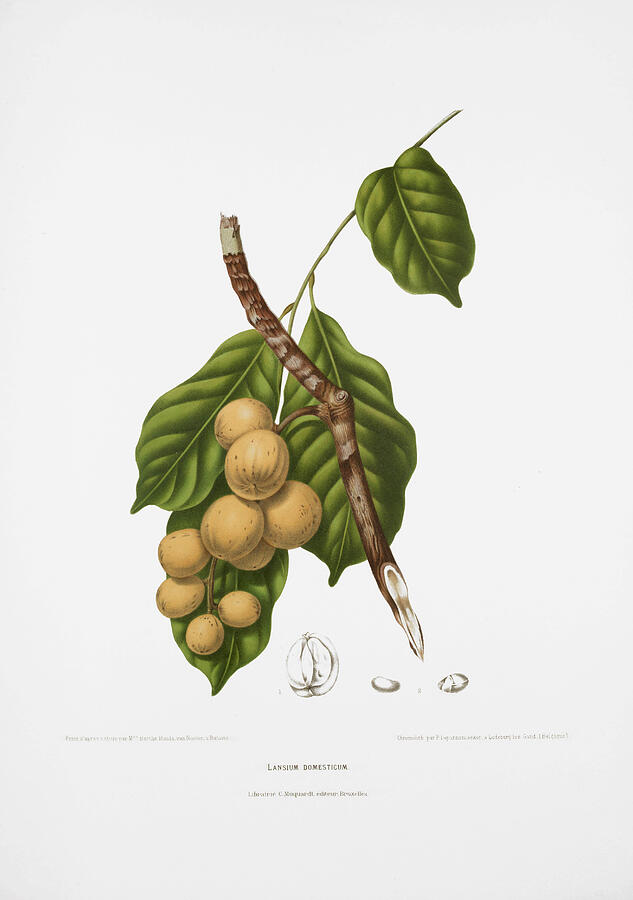 Botanical prints - Mahogany tree Drawing by Madame Berthe Hoola van Nooten
