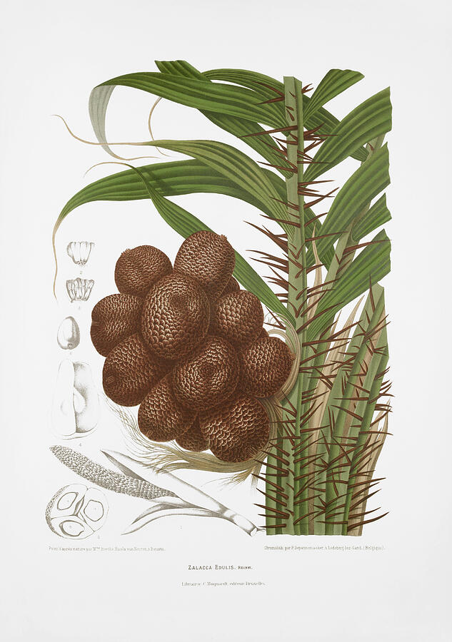 Botanical prints - Salak palm tree Drawing by Madame Berthe Hoola van Nooten