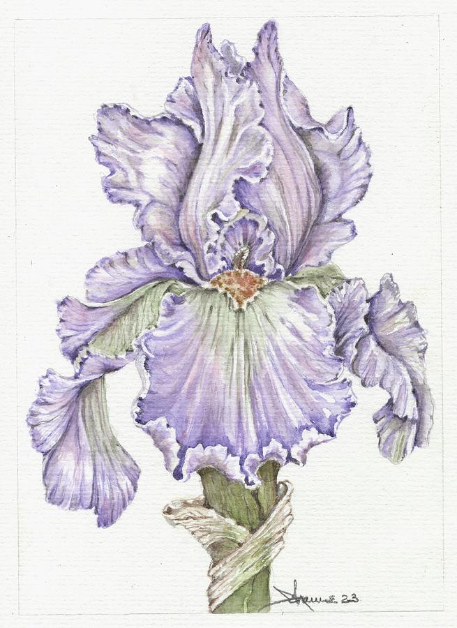 Iris Painting - Botanical  Purple Iris by Johanne Strong