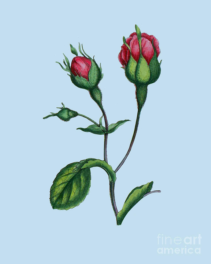 Rose Digital Art - Botanical Roses Decor by Madame Memento