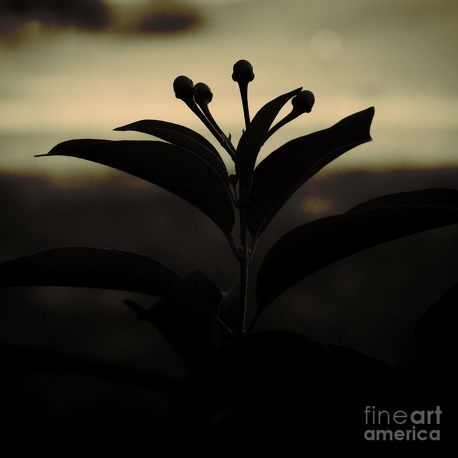 Botanical Silhouette Photograph by Ella Kaye Dickey