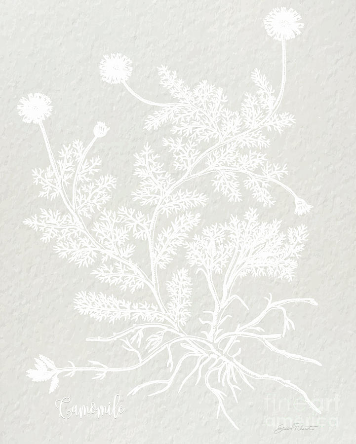 Botanical Studies on Paper C Digital Art by Jean Plout