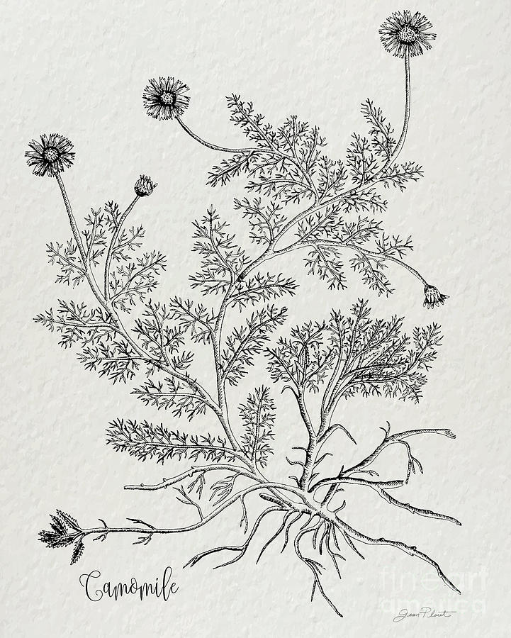 Botanical Studies on Paper C1 Digital Art by Jean Plout
