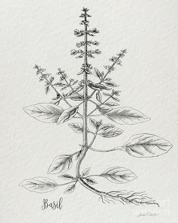Botanical Studies on Paper D1 Digital Art by Jean Plout