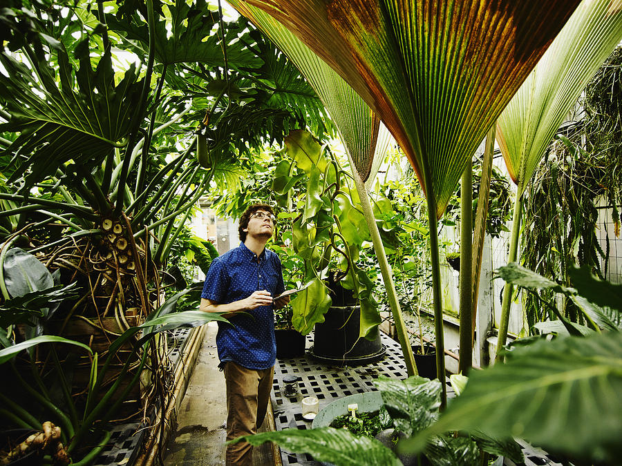 Botanist in greenhouse with digital tablet Photograph by Thomas Barwick
