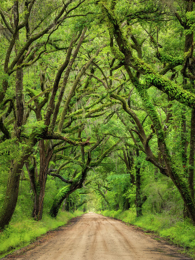 Botany Bay Edisto Island Live Oaks Tunnel  Photograph by Donnie Whitaker