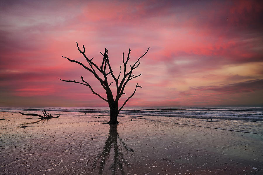 Botany Bay Oak at Sunrise Photograph by Jon Glaser
