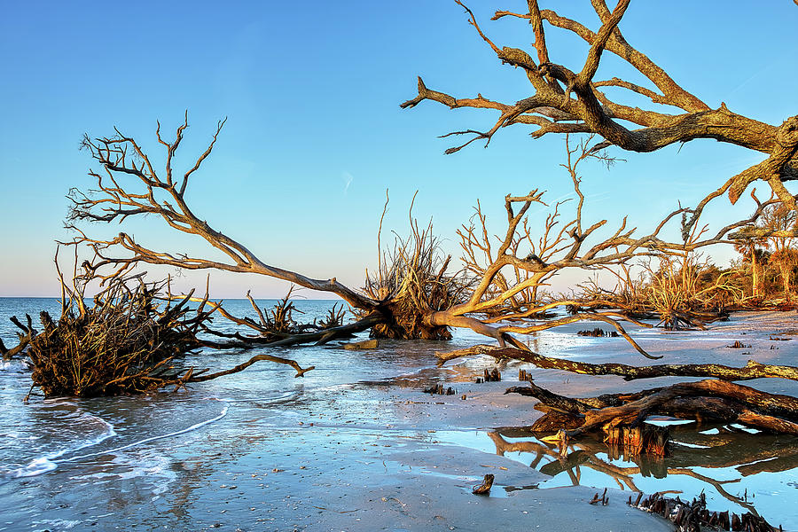 Nature Photograph - Botany Bay - Organized Chaos by Steve Rich