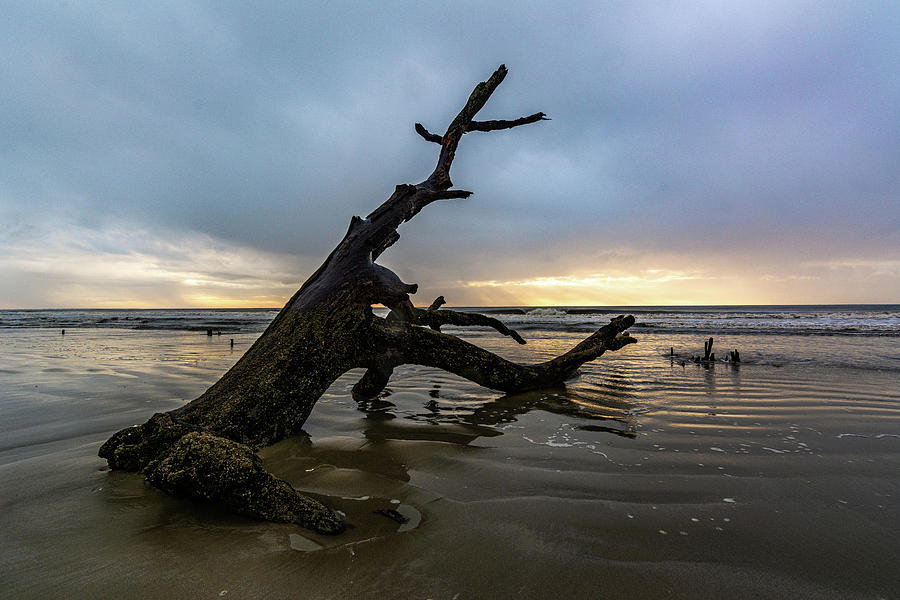 Botany Bay Plantation Boneyard Beach Fifteen Photograph by Douglas Wielfaert