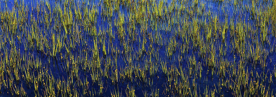 Botany Bay Reeds Abstract Photograph by Donnie Whitaker