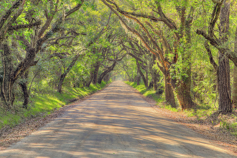 Botany Bay Road 3 Photograph by Steve Rich - Fine Art America