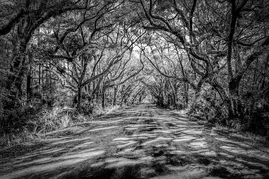 Botany Bay Tree Canopy in Black and White Photograph by Norma Brandsberg