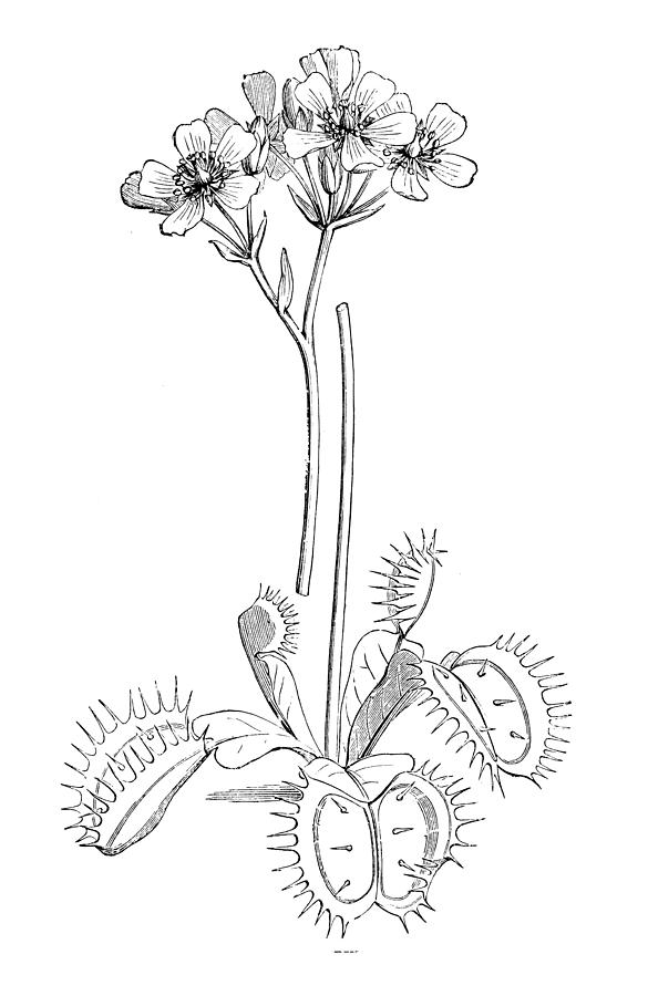 Botany plants antique engraving illustration: Venus flytrap, Dionaea muscipula Drawing by Ilbusca