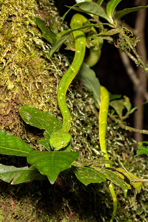 Bothriechis lateralis, Green green snake, Santa Elena, Costa Rica ...