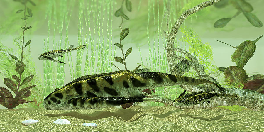 Bothriolepis, a freshwater bottom feeder found in rivers and lakes in the Devonian Period. Drawing by Corey Ford/Stocktrek Images