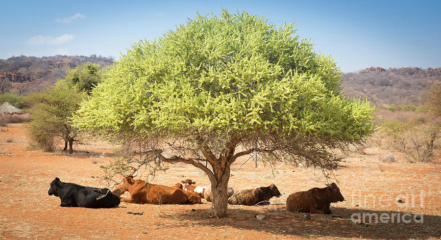 Botswana Beef Cattle Photograph by THP Creative | Pixels