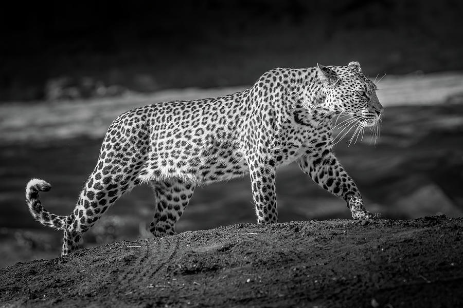 Botswana Leopard Photograph by MaryJane Sesto