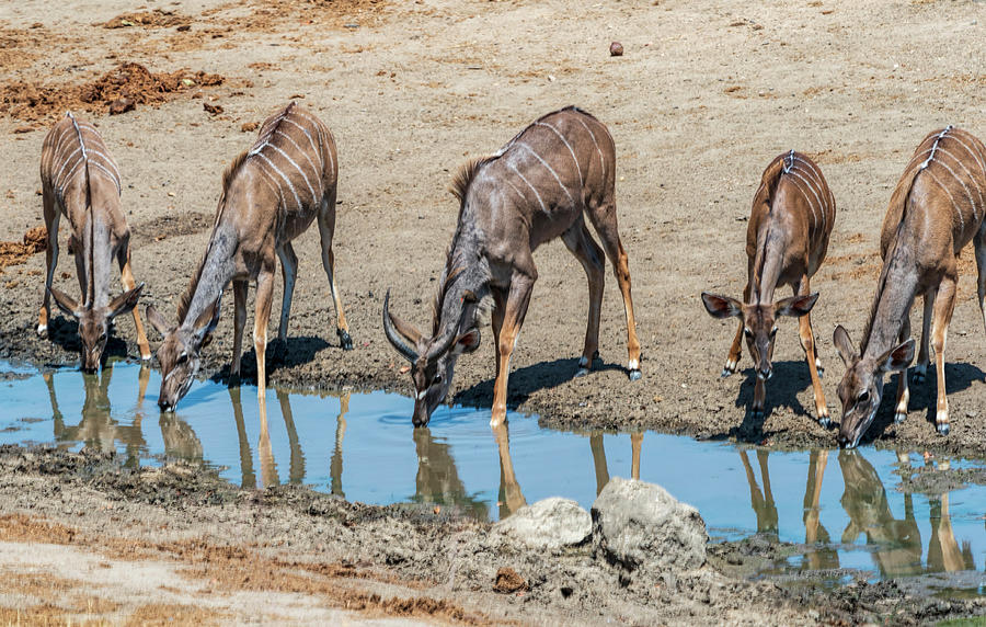 Botswana Waterhole Photograph by Betty Eich