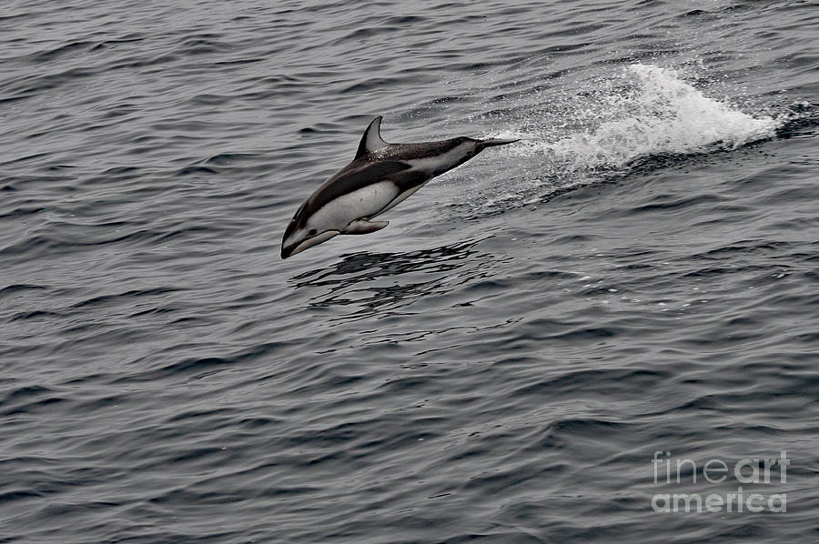Bottle Nose Dolphin Breaching Photograph by Amazing Action Photo Video