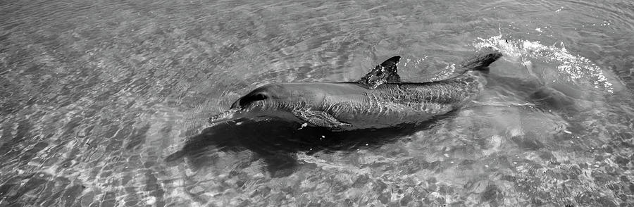 Bottle-Nosed dolphin, Tursiops truncatus, in the sea, Monkey Mia, Shark Bay Marine Park, Perth, West Photograph by Panoramic Images
