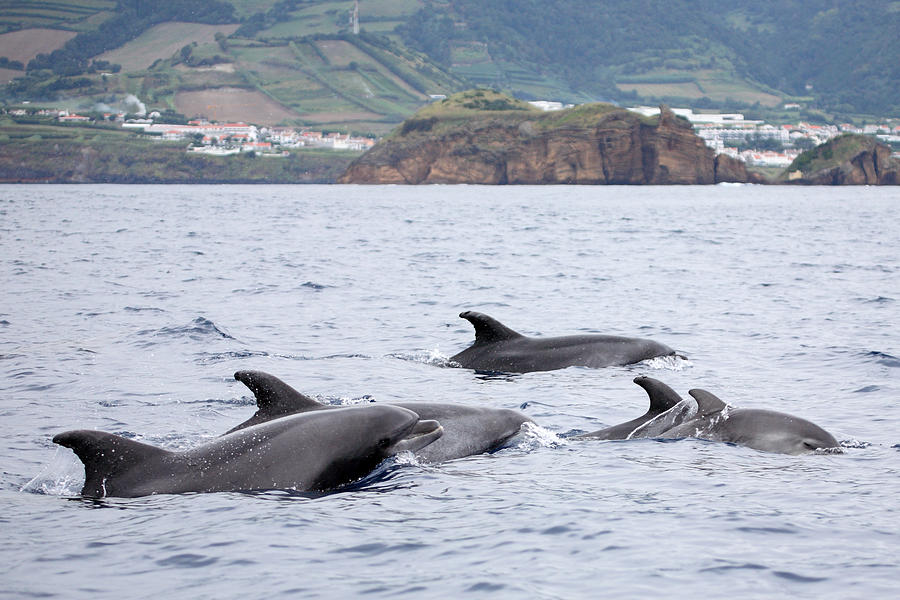 Bottle-nosed Dolphins At Azores Sea Photograph by Micheldenijs
