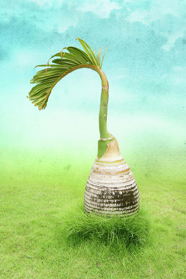 Bottle Palm Tree Photograph by La Moon Art