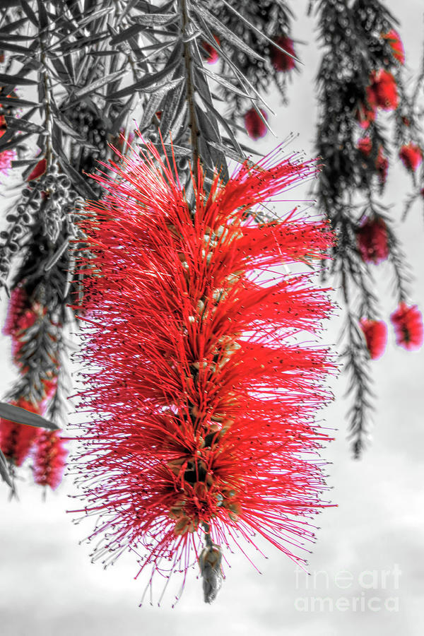 Flower Photograph - Bottlebrush Flower Close Up SC by Elisabeth Lucas