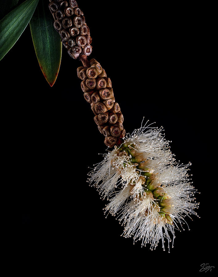 Bottlebrush Flower Photograph by Endre Balogh