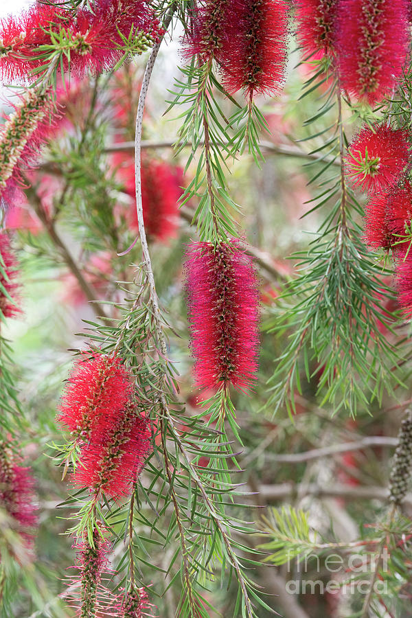 Bottlebrush Packers Selection Flowers Photograph by Tim Gainey