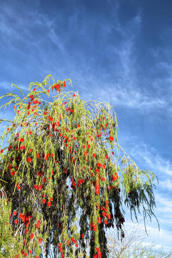 Flower Photograph - Bottlebrush Tree in Bloom 03 by Elisabeth Lucas