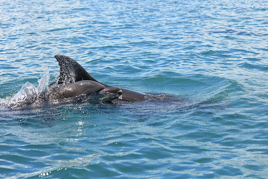 Bottlenose Dolphin and Calf Photograph by Sue Cullumber