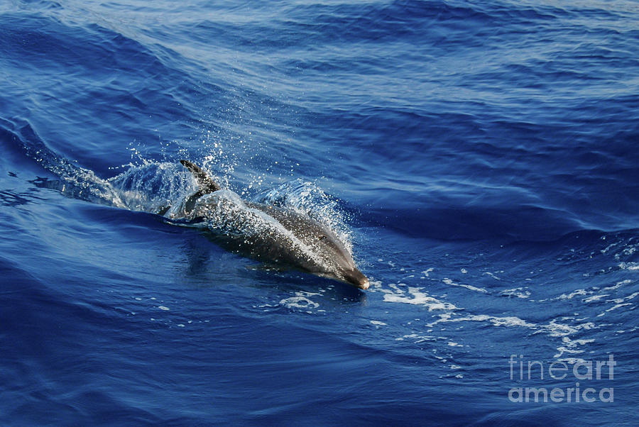 Wildlife Photograph - Bottlenose Dolphin Breaks the Surface by Nancy Gleason