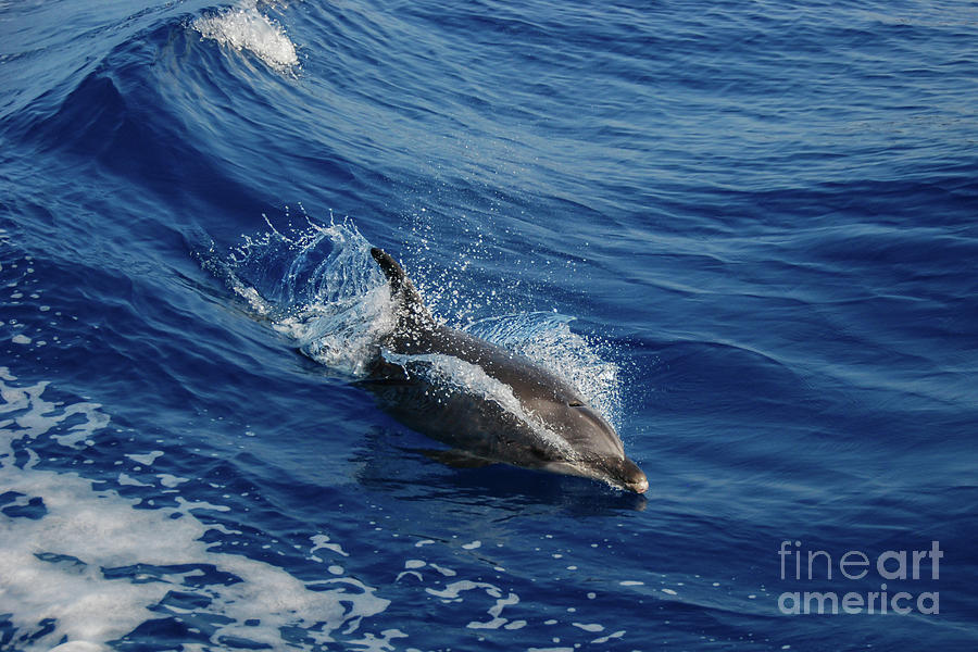 Wildlife Photograph - Bottlenose Dolphin Surfing with a Splash by Nancy Gleason