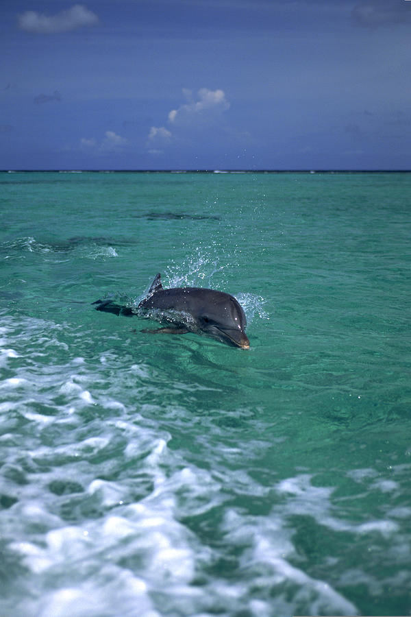 Bottlenose dolphin swimming , Honduras Photograph by Comstock Images