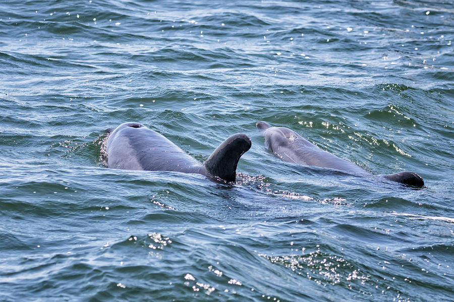 Bottlenose Dolphin with Calf in Walvis Bay Photograph by Belinda Greb