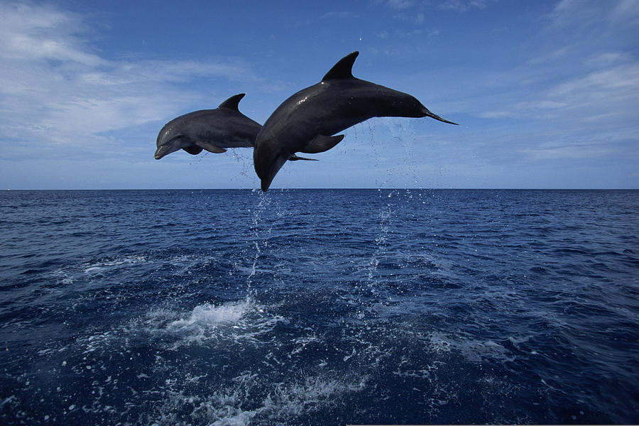 Bottlenose dolphins jumping over ocean , Honduras Photograph by Comstock Images