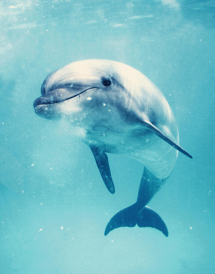 Bottlenosed dolphin underwater Photograph by Walstrom, Susanne