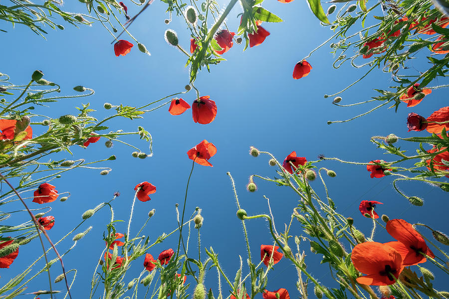 Bottom view of red poppies and blue sky Photograph by Mikhail Kokhanchikov