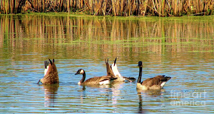 Bottoms Up Canada Geese at Tifft Farm Nature Preserve Buffalo New York Photograph by Rose Santuci-Sofranko