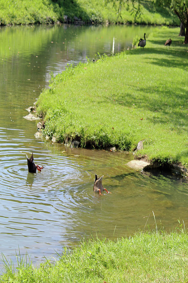 Park Photograph - Bottoms Up by Holly Morris Park Photograph - Bottoms Up by Holly Morris