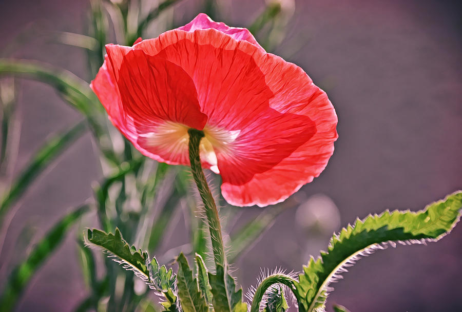 Bottoms Up Poppy Photograph by Gaby Ethington