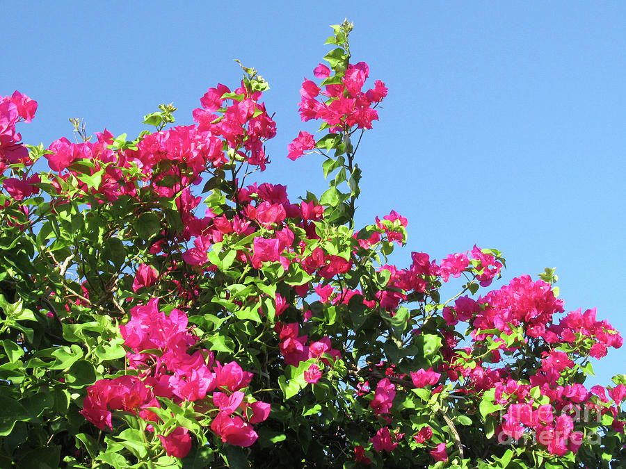 Bougainvillea 1 Photograph by Randall Weidner