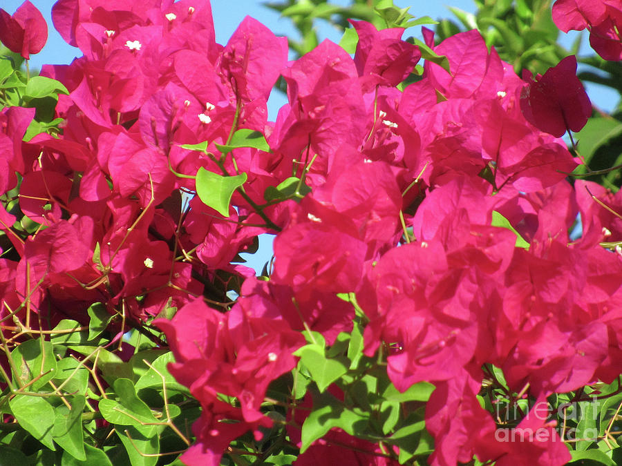 Bougainvillea 2 Photograph by Randall Weidner