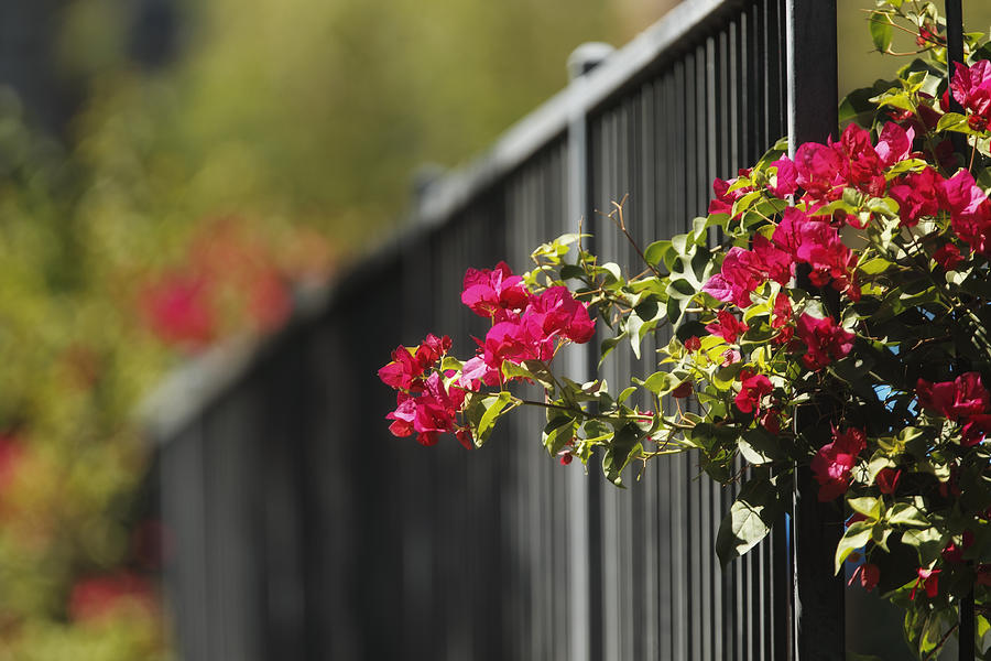 Bougainvillea and wrought iron fence Photograph by SusanGaryPhotography
