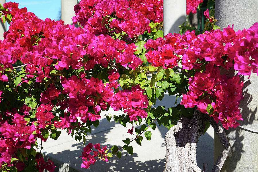 Bougainvillea Beauty Floral Art Photograph by Sharon Cummings Bougainvillea Beauty Floral Art Photograph by Sharon Cummings
